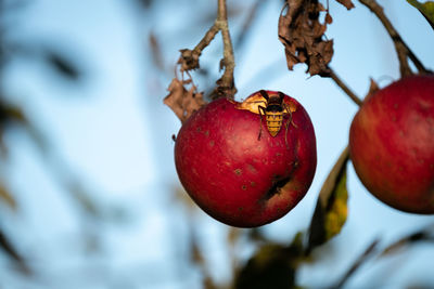 Close-up of apples growing on tree