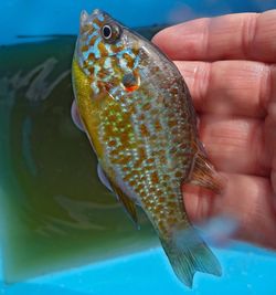 Close-up of hand holding fish