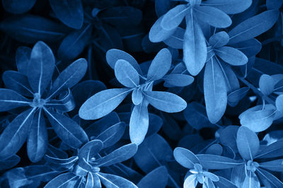 Full frame shot of blue flowering plants in park