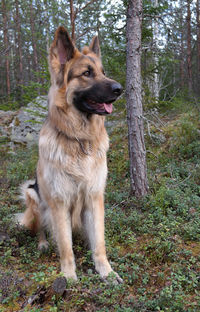 Dog in forest