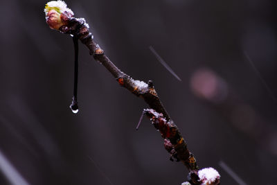 Close-up of snow on plant