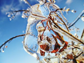 Close-up of dead plant against blue sky