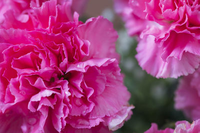 Close-up of pink roses