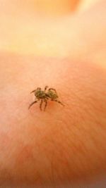 Close-up of spider on sand