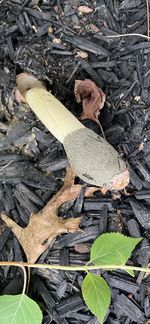 High angle view of messy log in forest