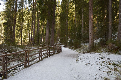 Trees in snow covered forest