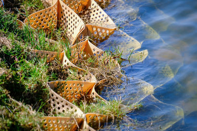 High angle view of plant on land