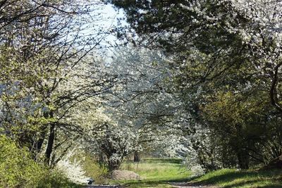 Trees in forest