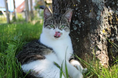 pet