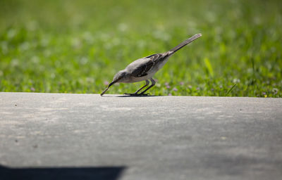 Northern mockingbird mimus poslyglotto picking up a grub