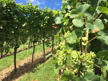 Grapes growing on plant at vineyard