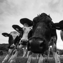 Close-up of horse on field against sky