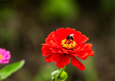 Close-up of insect on red flower