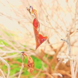 Close-up of autumn leaf on plant