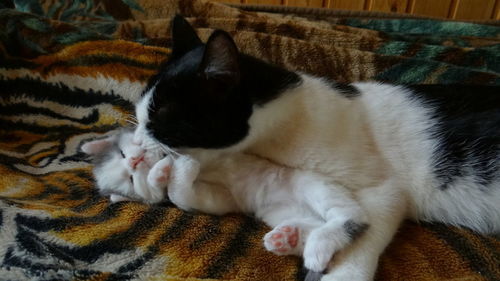 Close-up of cat relaxing at home