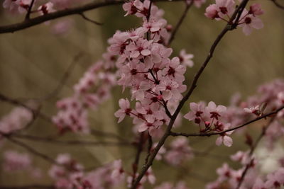 Close-up of pink cherry blossoms in spring