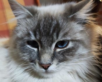 Close-up portrait of cat