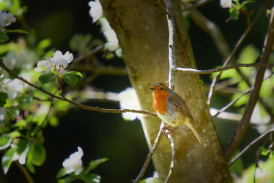 Bird perching on a branch