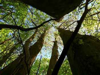 Low angle view of trees in forest against sky