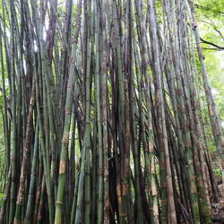 Low angle view of bamboo trees in forest