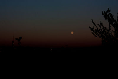 Silhouette of trees at night