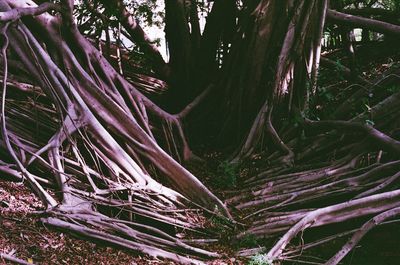 Trees growing in forest