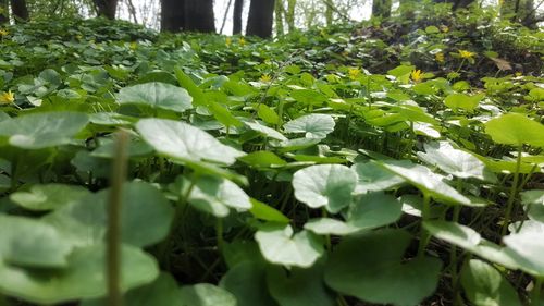 Close-up of plants