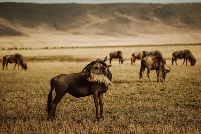 Horses in a field