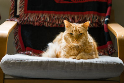 Close-up portrait of cat sitting on sofa