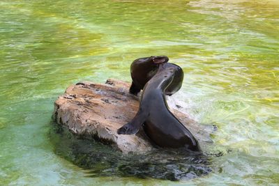 High angle view of sea lion