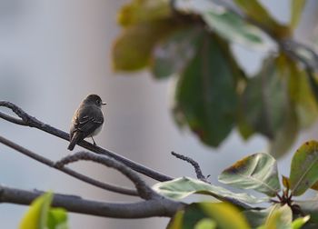 Close-up of bird perching on tree