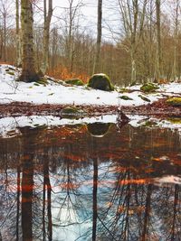 Scenic view of frozen lake in forest during winter