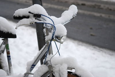 View of bird on snow