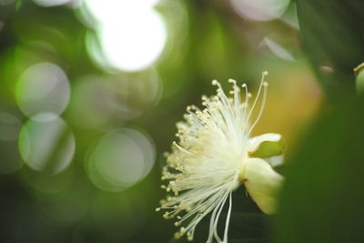 Close-up of white flowering plant