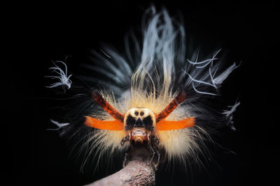 Close-up of hand holding butterfly over black background