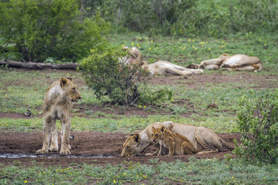 Lionesses drinking water