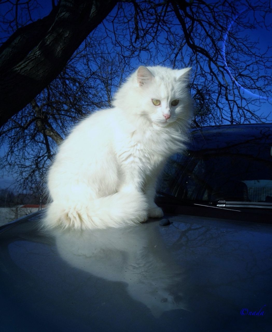 one animal, animal themes, domestic cat, pets, mammal, domestic animals, cat, tree, bare tree, feline, whisker, no people, sitting, sky, outdoors, day, clear sky, white color, sunlight, looking away