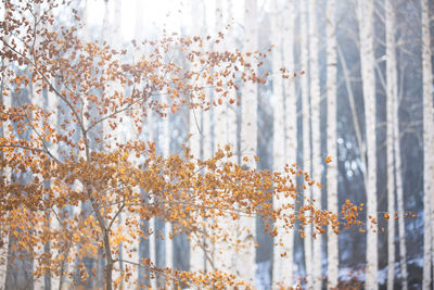 Close-up of flowering plants against trees during autumn