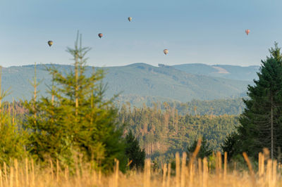 Colorful hot air balloons hover in the blue sky. among the balloons are wooded hills