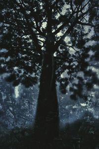 Trees in the dark