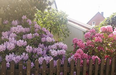 Pink flowers growing on tree