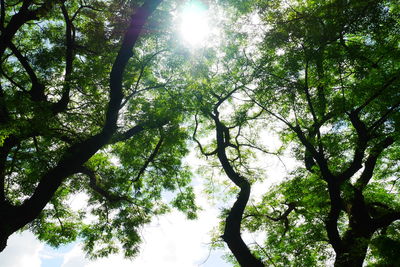 Low angle view of trees against sky