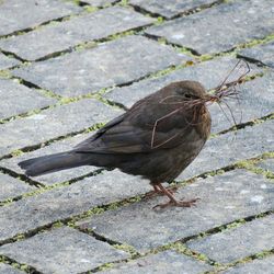 Close-up of bird perching on cobblestone