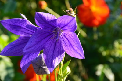 Close-up of purple flowers blooming outdoors