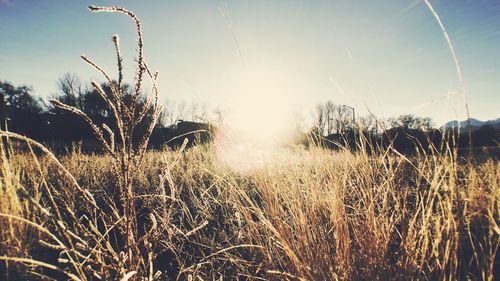 Scenic view of grassy field against sky