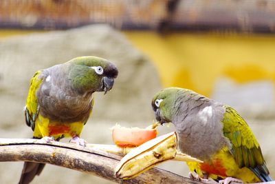 Close-up of bird perching on yellow wall