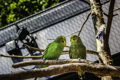 Low angle view of birds perching on tree