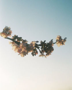 Low angle view of flowering plant against clear sky