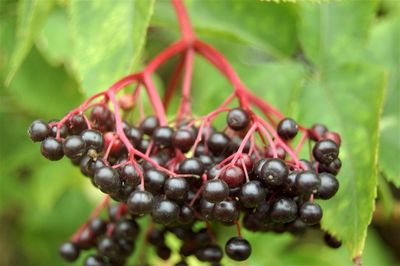 Close-up of berries growing on tree