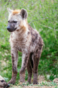 Lion standing on field